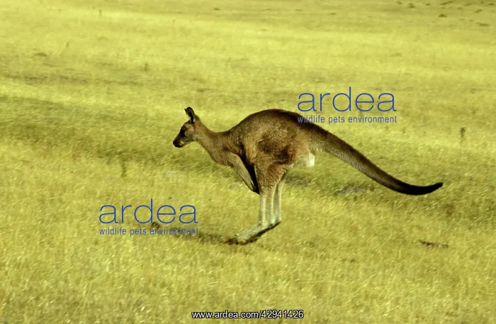 : Eastern grey (ForesterIs) kangaroo (Macropus giganteus : Eastern grey (ForesterIs) kangaroo (Macropus giganteus