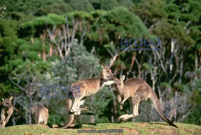 : Eastern Grey Kangaroo : Eastern Grey Kangaroo