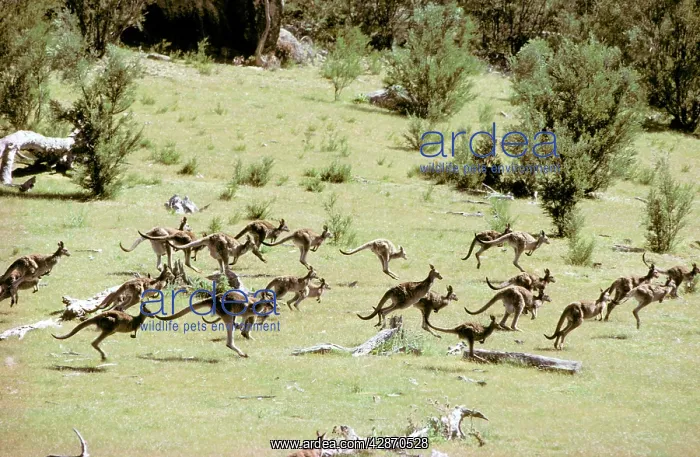 : Eastern Grey Kangaroo : Eastern Grey Kangaroo