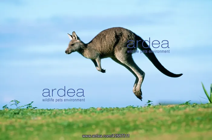 : Eastern Grey Kangaroo