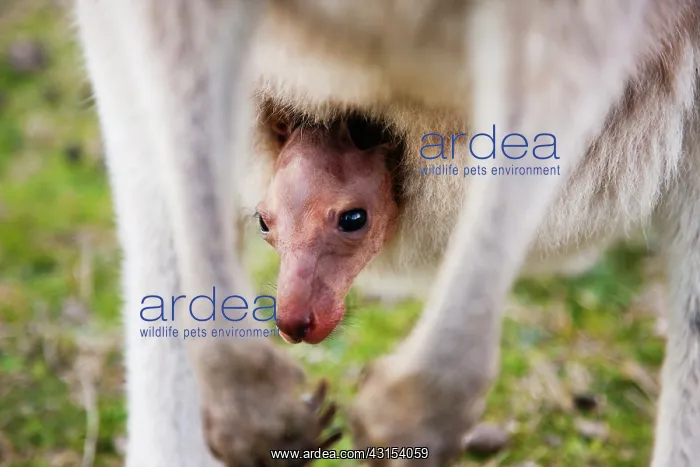 : Eastern Grey Kangaroo : Eastern Grey Kangaroo