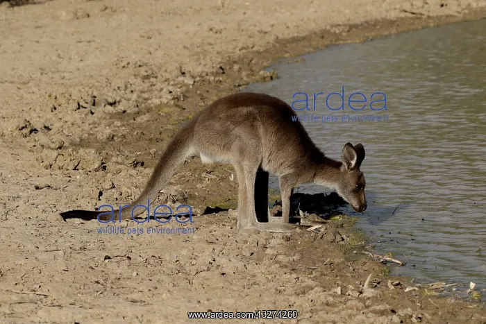 : Eastern Grey Kangaroo A3973 : Eastern Grey Kangaroo A3973