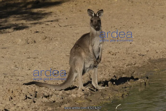 : Eastern Grey Kangaroo A3984 : Eastern Grey Kangaroo A3984