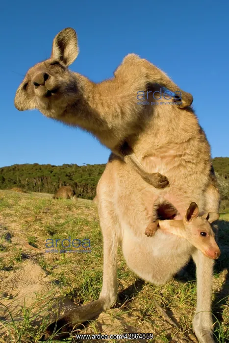 : Eastern Grey Kangaroo - adult scratching its back : Eastern Grey Kangaroo - adult scratching its back