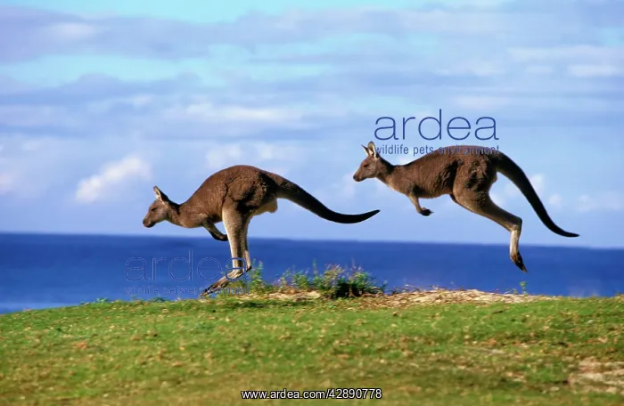 : Eastern Grey Kangaroo - Two animals hopping : Eastern Grey Kangaroo - Two animals hopping