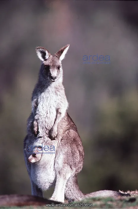 : EASTERN GREY KANGAROO - and baby : EASTERN GREY KANGAROO - and baby