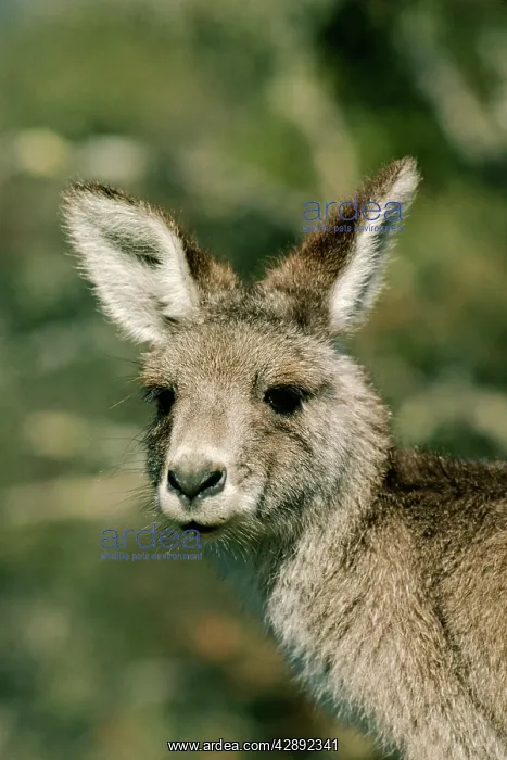 : Eastern Grey Kangaroo - close-up of face : Eastern Grey Kangaroo - close-up of face