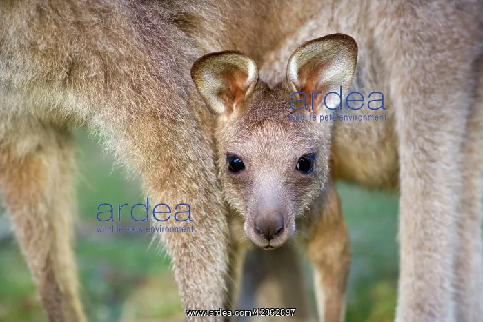 : Eastern Grey Kangaroo - cute portrait of a joey : Eastern Grey Kangaroo - cute portrait of a joey