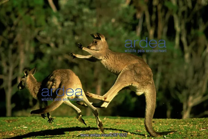 : Eastern Grey Kangaroo - Fighting : Eastern Grey Kangaroo - Fighting