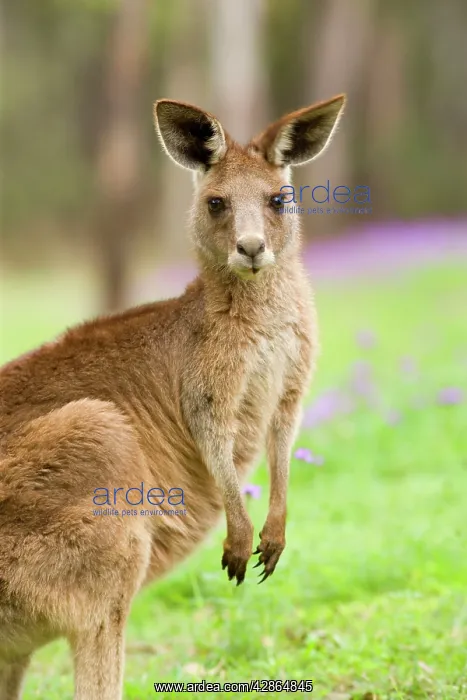 : Eastern Grey Kangaroo - frontal portrait of an adult : Eastern Grey Kangaroo - frontal portrait of an adult