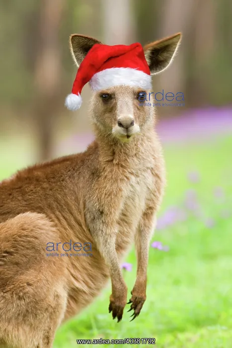 : Eastern Grey Kangaroo - frontal portrait of an adult : Eastern Grey Kangaroo - frontal portrait of an adult