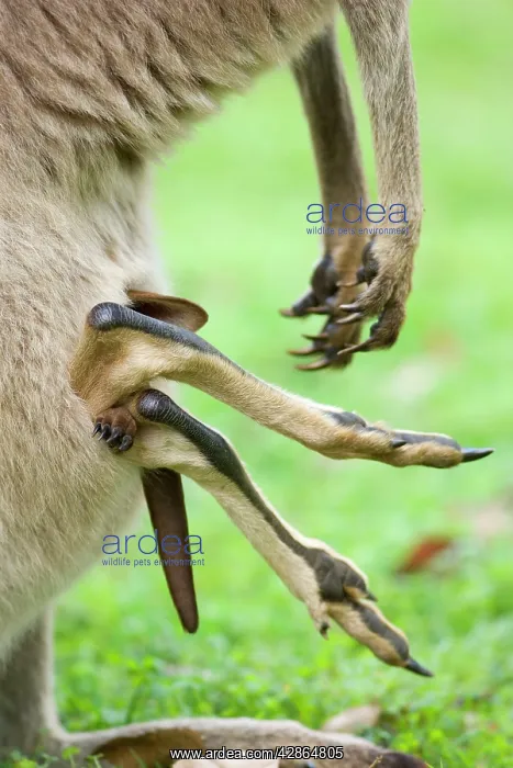 : Eastern Grey Kangaroo - funny picture of a pouch : Eastern Grey Kangaroo - funny picture of a pouch