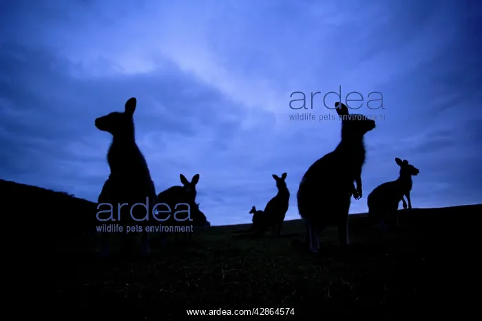 : Eastern Grey Kangaroo - group of adults standing : Eastern Grey Kangaroo - group of adults standing