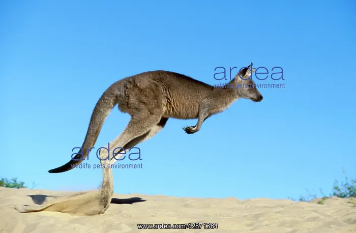 : Eastern Grey Kangaroo - Hopping : Eastern Grey Kangaroo - Hopping