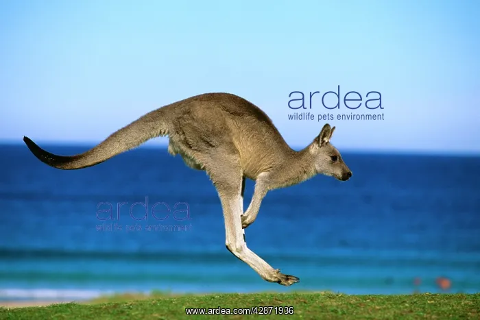 : Eastern Grey Kangaroo - Hopping : Eastern Grey Kangaroo - Hopping