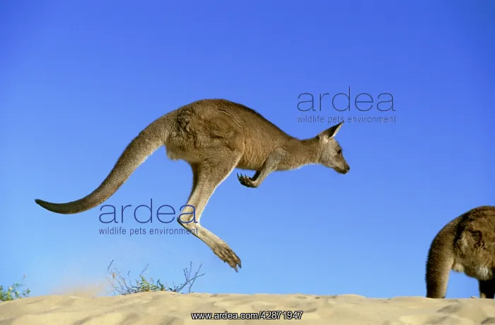 : Eastern Grey Kangaroo - Hopping : Eastern Grey Kangaroo - Hopping