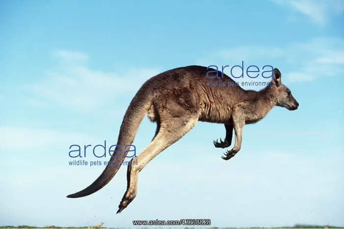 : EASTERN GREY KANGAROO - hopping : EASTERN GREY KANGAROO - hopping