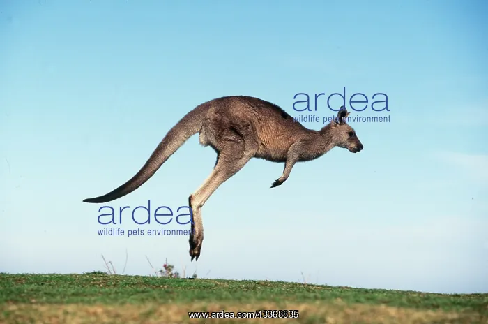 : Eastern Grey Kangaroo - hopping : Eastern Grey Kangaroo - hopping