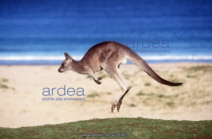 : EASTERN GREY KANGAROO - Hopping with ocean in background : EASTERN GREY KANGAROO - Hopping with ocean in background