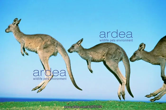  : Eastern Grey Kangaroo - Three hopping in a row