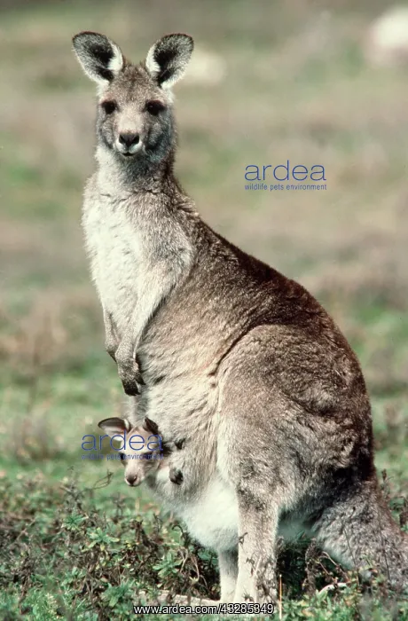 : EASTERN GREY KANGAROO - with Joey : EASTERN GREY KANGAROO - with Joey