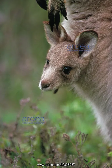 : Eastern Grey Kangaroo - Joey in mother's pouch : Eastern Grey Kangaroo - Joey in mother's pouch