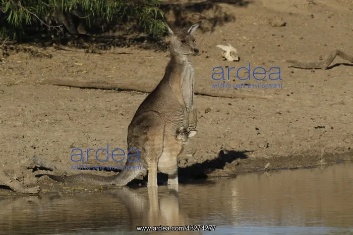 : Eastern Grey Kangaroo with joey in pouch A4161 : Eastern Grey Kangaroo with joey in pouch A4161