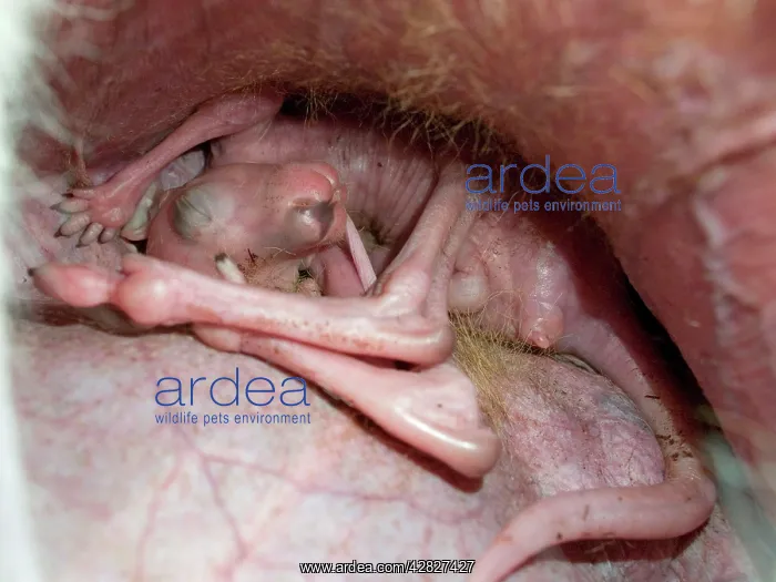 : Eastern Grey Kangaroo - joey in pouch - holding on to nipple : Eastern Grey Kangaroo - joey in pouch - holding on to nipple