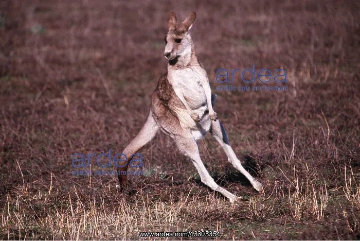 : EASTERN GREY KANGAROO - jumping : EASTERN GREY KANGAROO - jumping