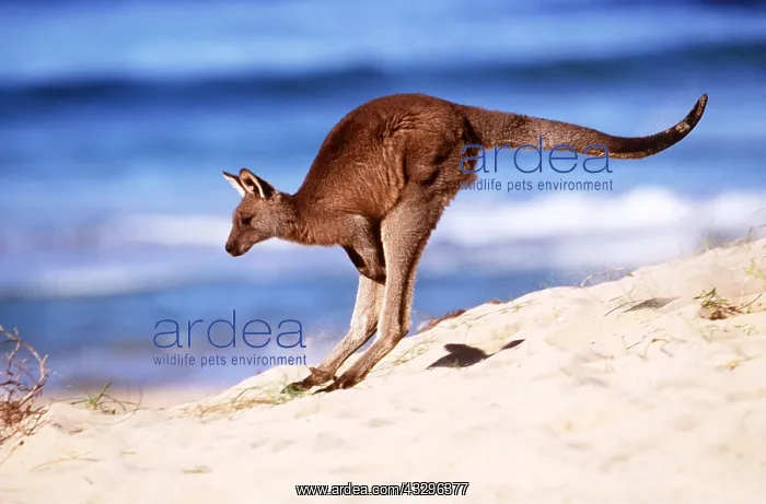  : EASTERN GREY KANGAROO - jumping down sand dune