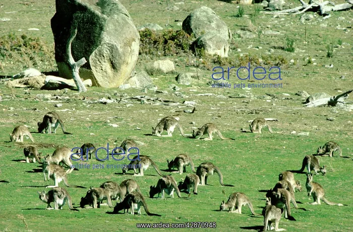 : Eastern Grey Kangaroo - Large group : Eastern Grey Kangaroo - Large group