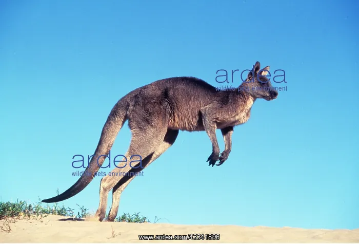 : Eastern Grey Kangaroo - leaping in sand : Eastern Grey Kangaroo - leaping in sand