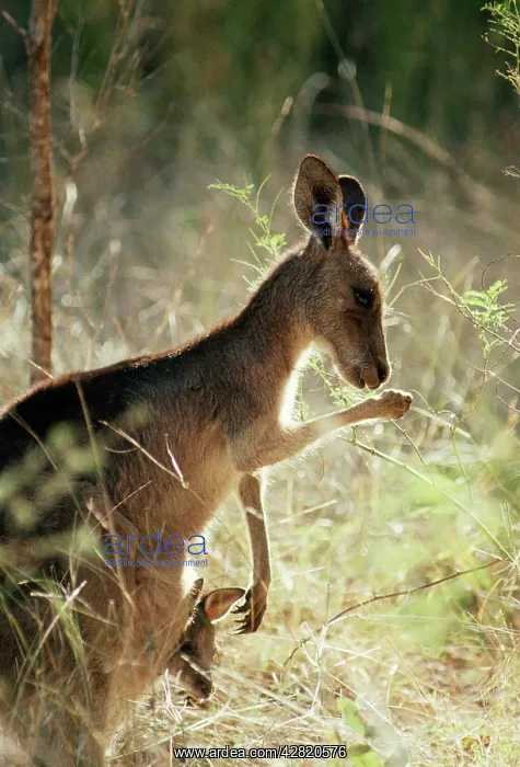 : Eastern Grey KANGAROO - licking forearm for evaporative : Eastern Grey KANGAROO - licking forearm for evaporative