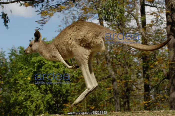  : Eastern Grey Kangaroo (Macropus giganteus)