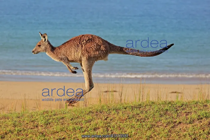 : Eastern grey kangaroo (Macropus giganteus), adult : Eastern grey kangaroo (Macropus giganteus), adult