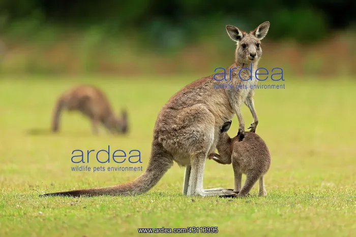 : Eastern grey kangaroo (Macropus giganteus), adult : Eastern grey kangaroo (Macropus giganteus), adult