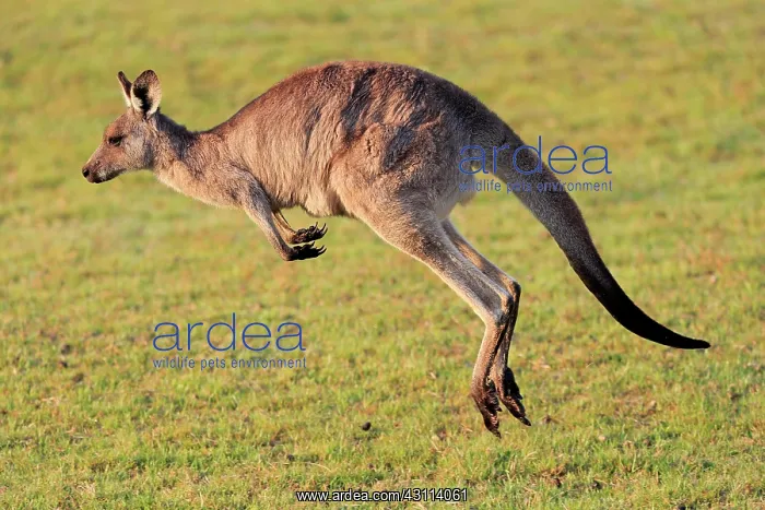 : Eastern grey kangaroo (Macropus giganteus), adult : Eastern grey kangaroo (Macropus giganteus), adult