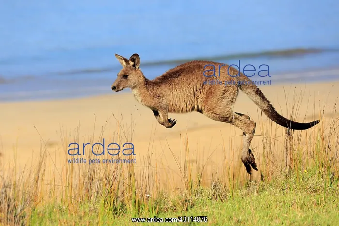 : Eastern grey kangaroo (Macropus giganteus), adult : Eastern grey kangaroo (Macropus giganteus), adult