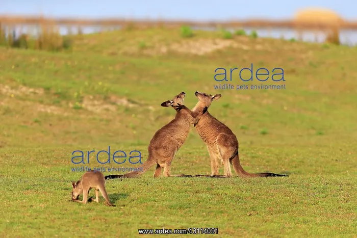 : Eastern grey kangaroo (Macropus giganteus), adult : Eastern grey kangaroo (Macropus giganteus), adult