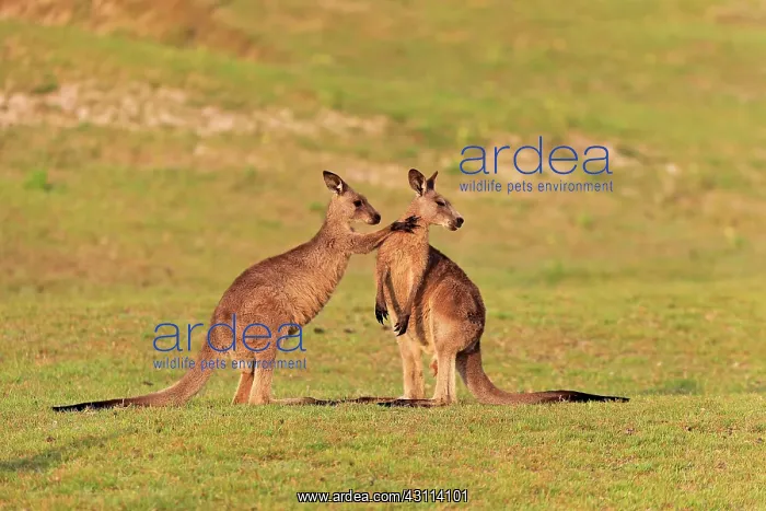  : Eastern grey kangaroo (Macropus giganteus), adult