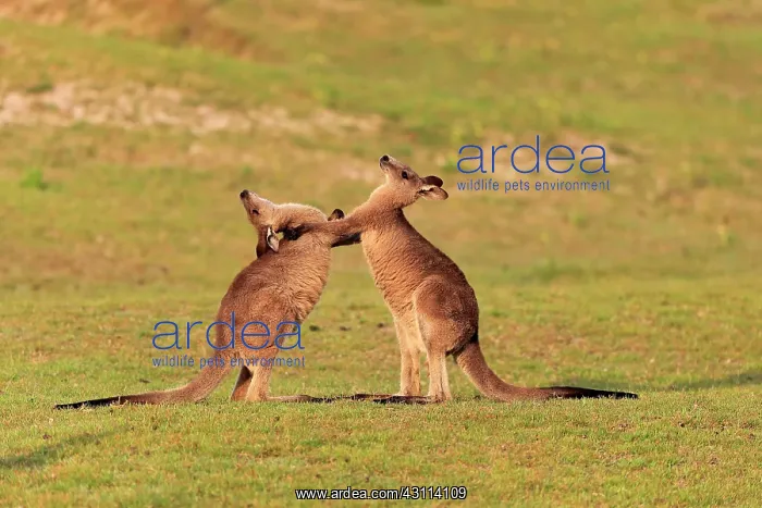 : Eastern grey kangaroo (Macropus giganteus), adult : Eastern grey kangaroo (Macropus giganteus), adult