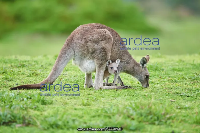 : Eastern grey kangaroo (Macropus giganteus), adult : Eastern grey kangaroo (Macropus giganteus), adult