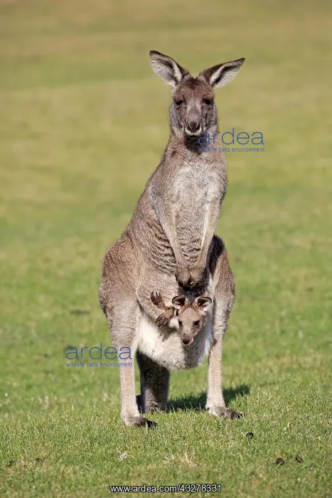 : Eastern grey kangaroo (Macropus giganteus), dam : Eastern grey kangaroo (Macropus giganteus), dam