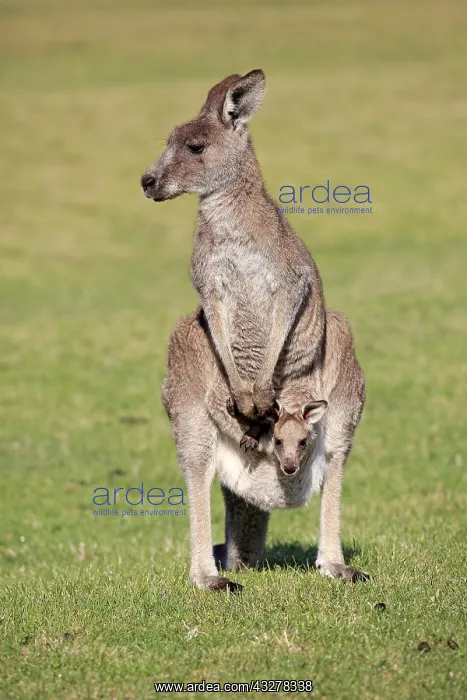 : Eastern grey kangaroo (Macropus giganteus), dam : Eastern grey kangaroo (Macropus giganteus), dam
