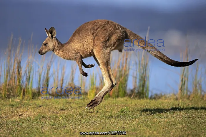 : Eastern grey kangaroo (Macropus giganteus), male : Eastern grey kangaroo (Macropus giganteus), male