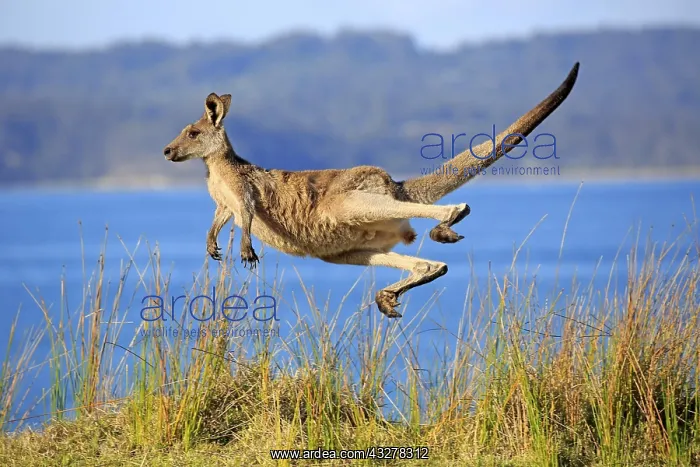 : Eastern grey kangaroo (Macropus giganteus), male : Eastern grey kangaroo (Macropus giganteus), male