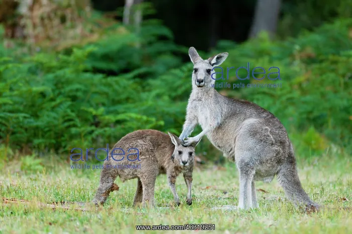  : Eastern grey kangaroo (Macropus giganteus), moth