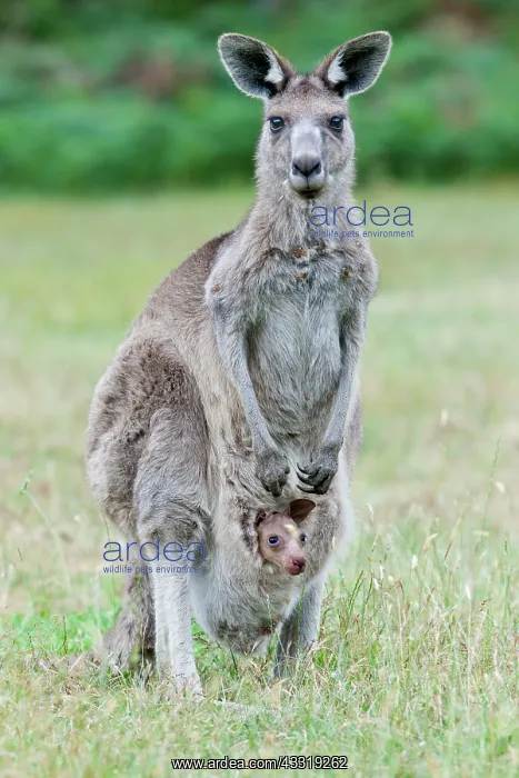 : Eastern grey kangaroo (Macropus giganteus), moth : Eastern grey kangaroo (Macropus giganteus), moth