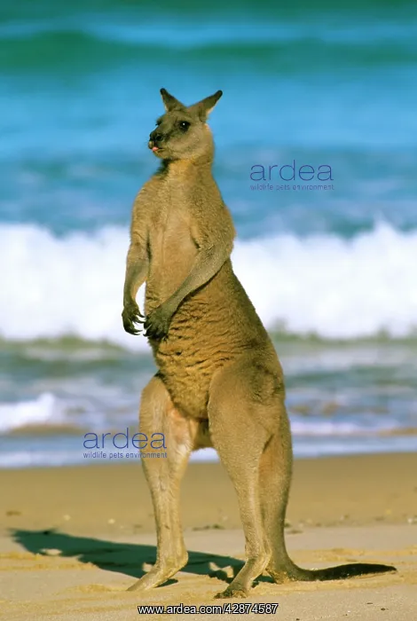  : Eastern Grey Kangaroo - male standing on beach