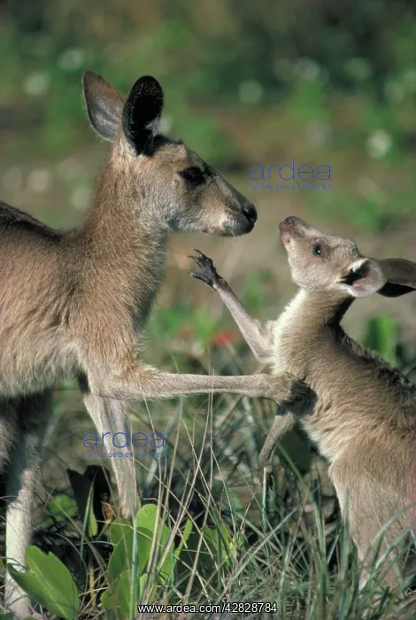 : Eastern Grey Kangaroo - Mother and joey : Eastern Grey Kangaroo - Mother and joey